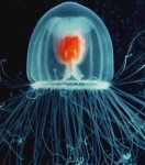 une-meduse-serait-le-seul-animal-immortel-credit-photo-peter-schuchert_19978_w560.jpg
