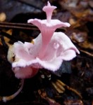 podoserpula-miranda-est-une-nouvelle-espece-de-champignon-decouverte-en-nouvelle-caledonie_13478_w460.jpg