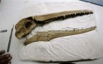 1384377291-un-fossile-d-oiseau-vieux-de-10-millions-d-annees.jpg