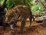 Jaguar Amazone.jpg