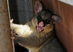 oppossum australien.jpg